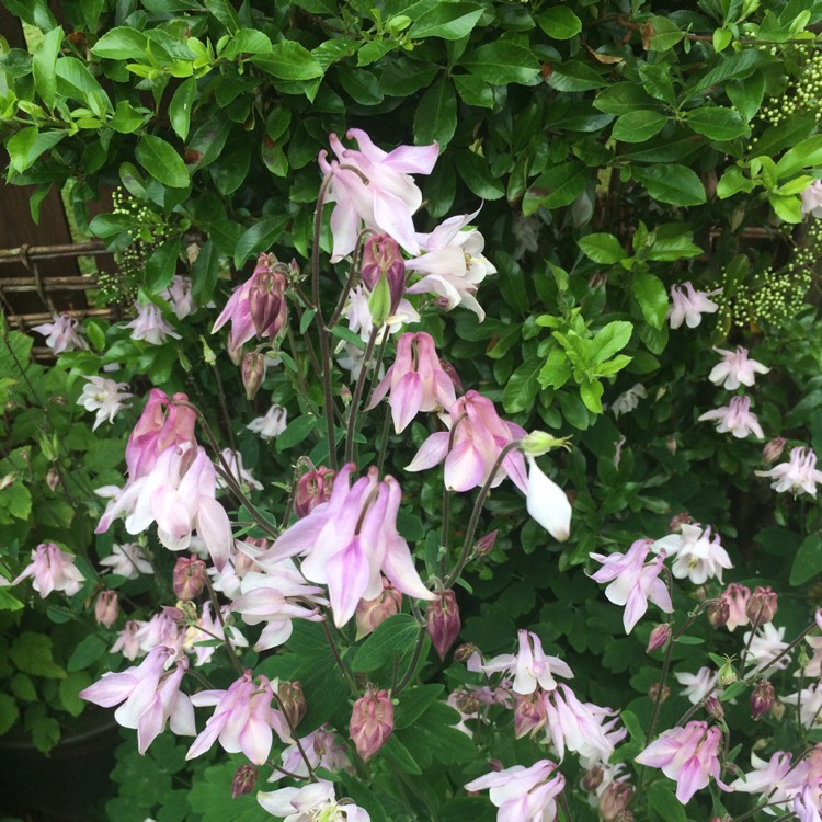 Plant image Aquilegia  'Origami Pink and White'