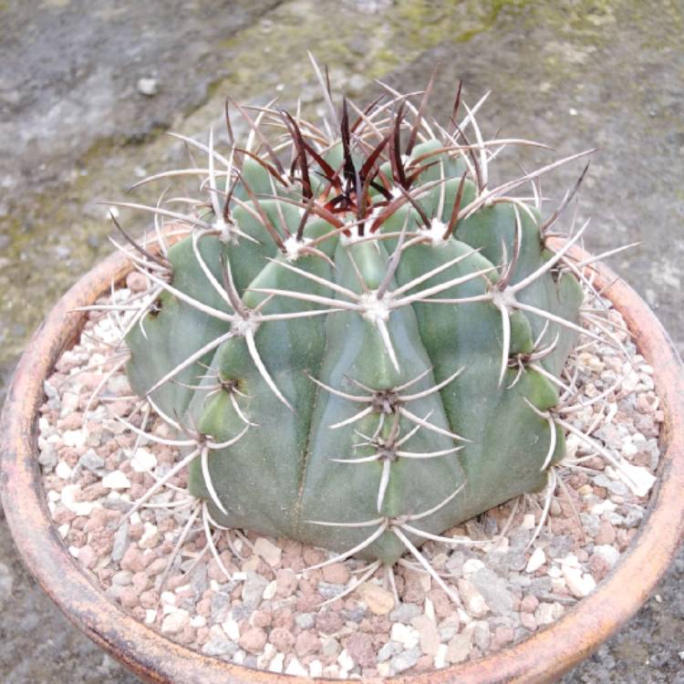 Plant image Melocactus azureus