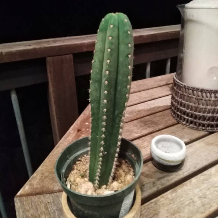 Plant image Trichocereus Scopicola