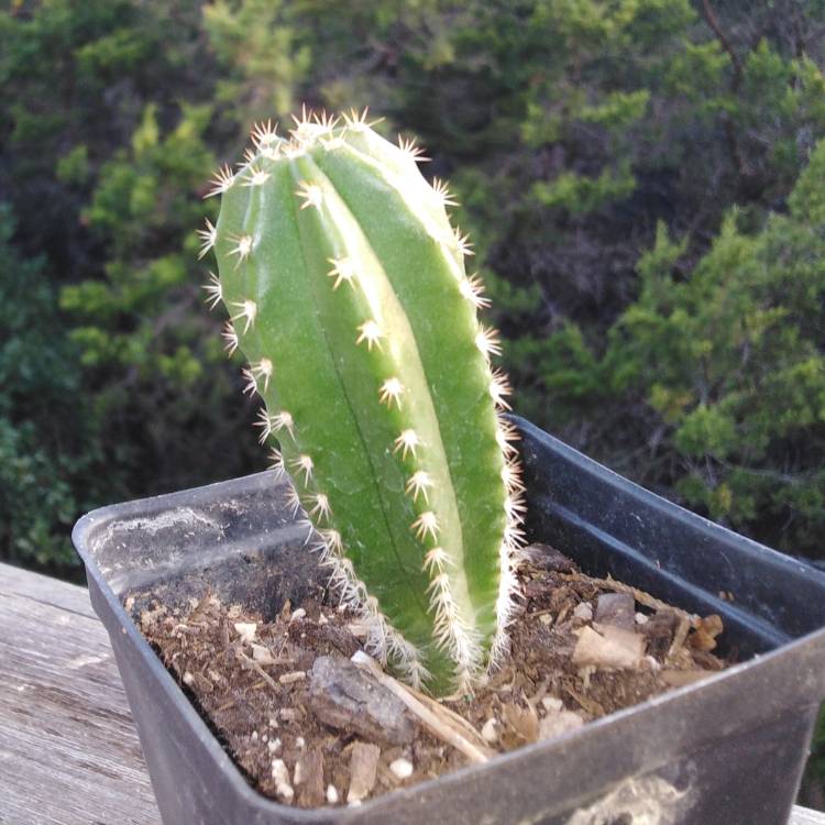 Plant image Trichocereus Scopicola