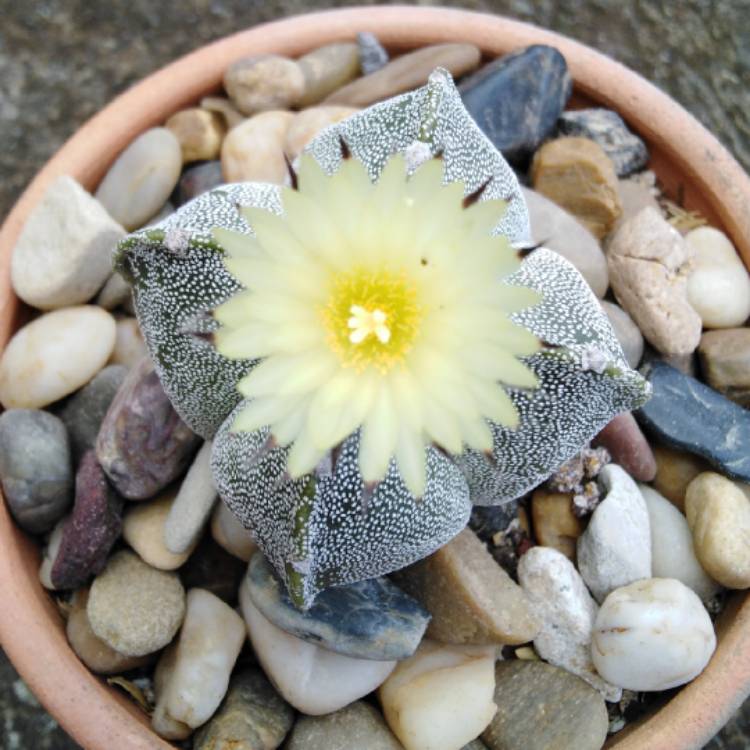 Plant image Astrophytum myriostigma