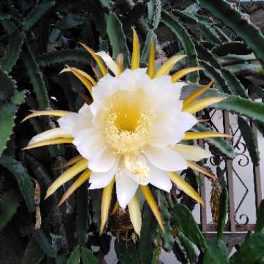 Hylocereus