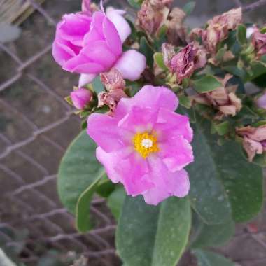 Pereskia grandiflora syn. Cactus grandifolius