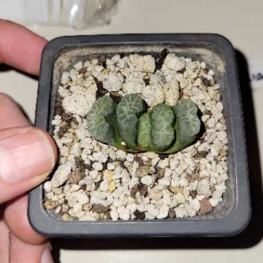 Haworthia truncata hybrid