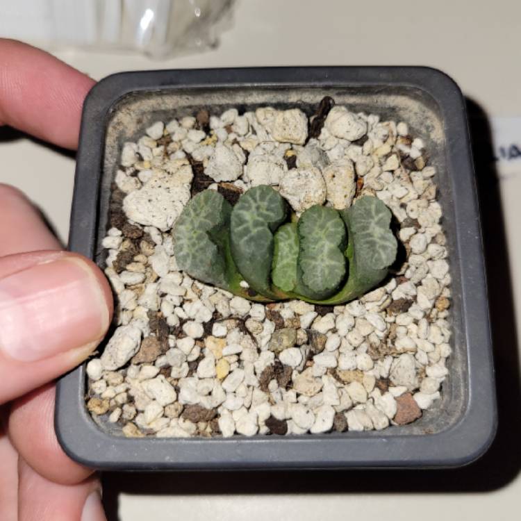 Plant image Haworthia truncata hybrid