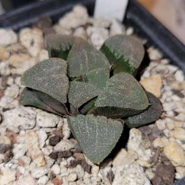 Haworthia cv. 'Hakuou' 