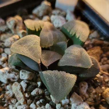 Haworthia cv. 'Hakuou' 