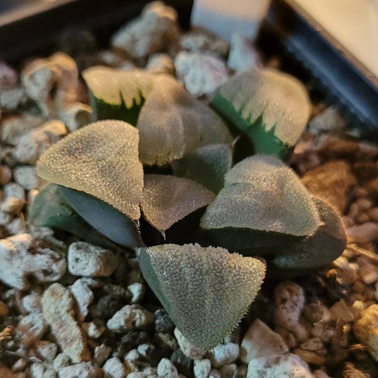 Plant image Haworthia cv. 'Hakuou' 