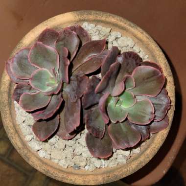 Echeveria