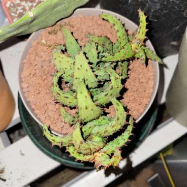 Aloe castilloniae