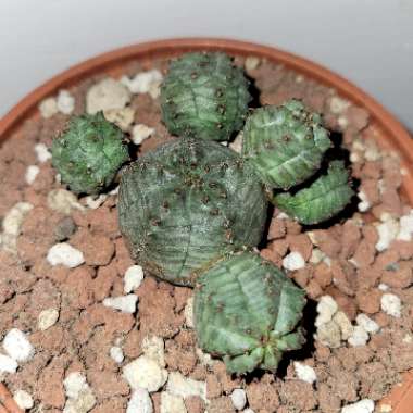 Euphorbia globosa