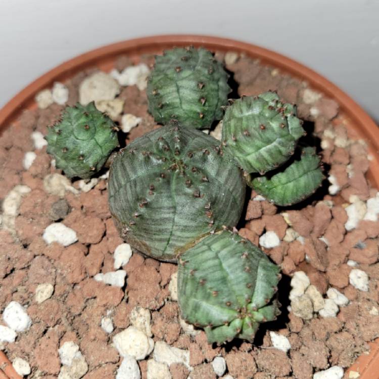 Plant image Euphorbia globosa