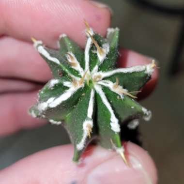 astrophytum ornatum White Edge