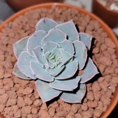 Echeveria