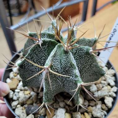 Astrophytum Ornatum