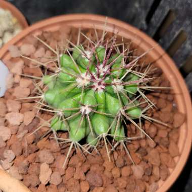 Ferocactus