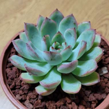 Echeveria