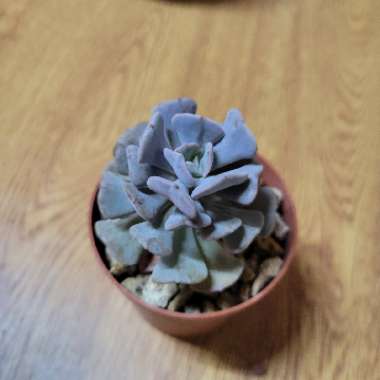 Echeveria Cubic Frost