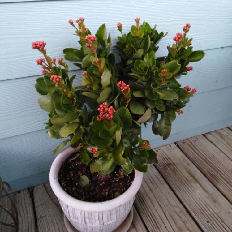 Kalanchoe blossfeldiana 'Calandiva Pink', Flaming Katy 'Calandiva Pink ...