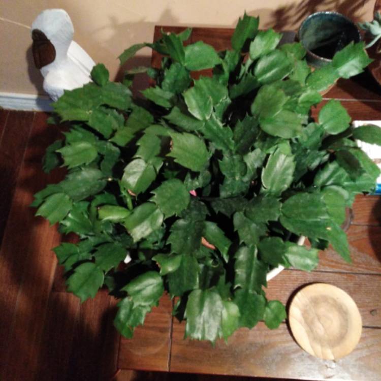 Plant image Schlumbergera truncata Bolero