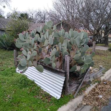 Opuntia ellisiana