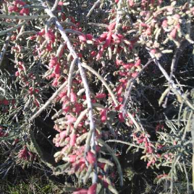 Cylindropuntia leptocaulis