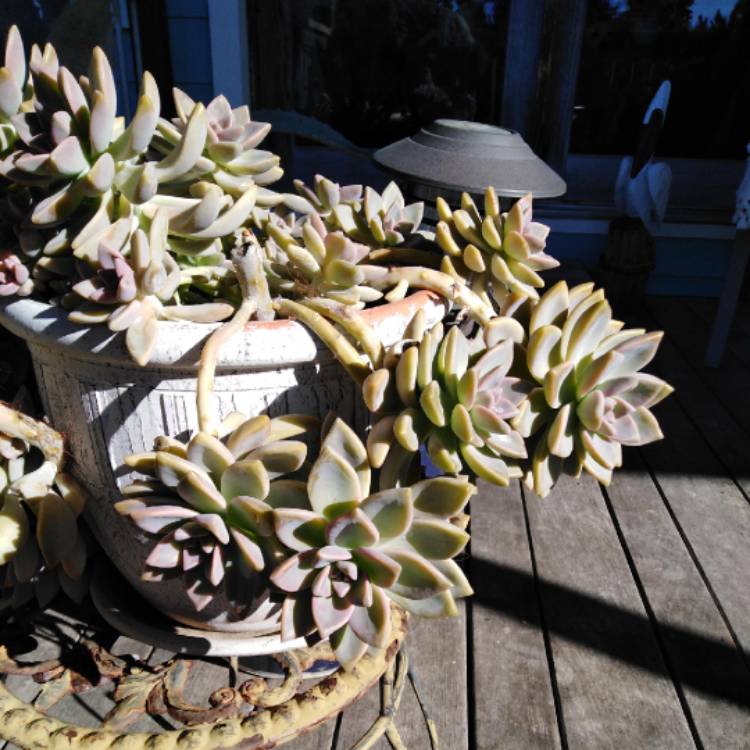 Plant image x Graptosedum Ghosty