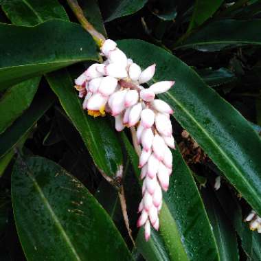 Alpinia zerumbet 