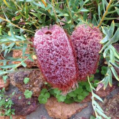 Banksia blechnifolia