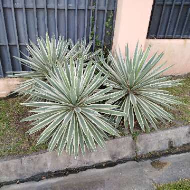 Agave angustifolia 'Marginata'