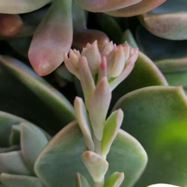 xGraptoveria Marpin