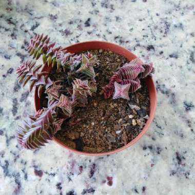 Crassula Capitella ssp. Thyrsiflora