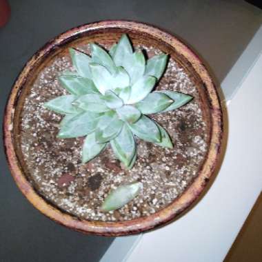 x Pachyveria Bea