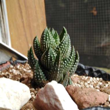 Haworthiopsis coarctata var. coarctata syn. Haworthia coarctata, Haworthia resendeana