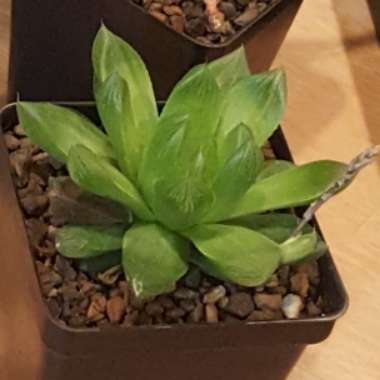 Haworthia