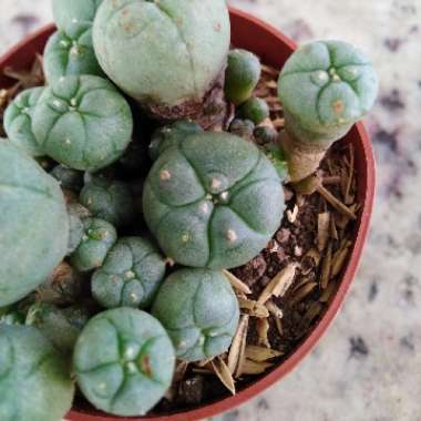 Lophophora Williamsii