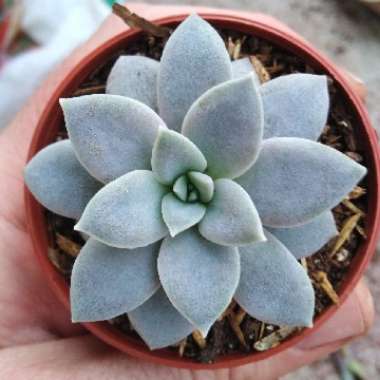 Echeveria Carnicolour