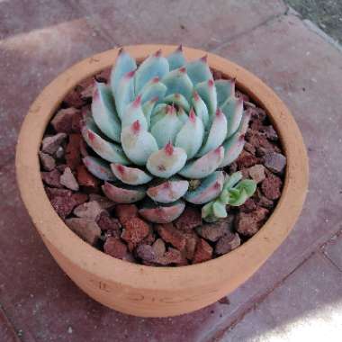 Echeveria Chihuahuaensis