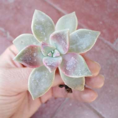 Graptopetalum Purple Haze