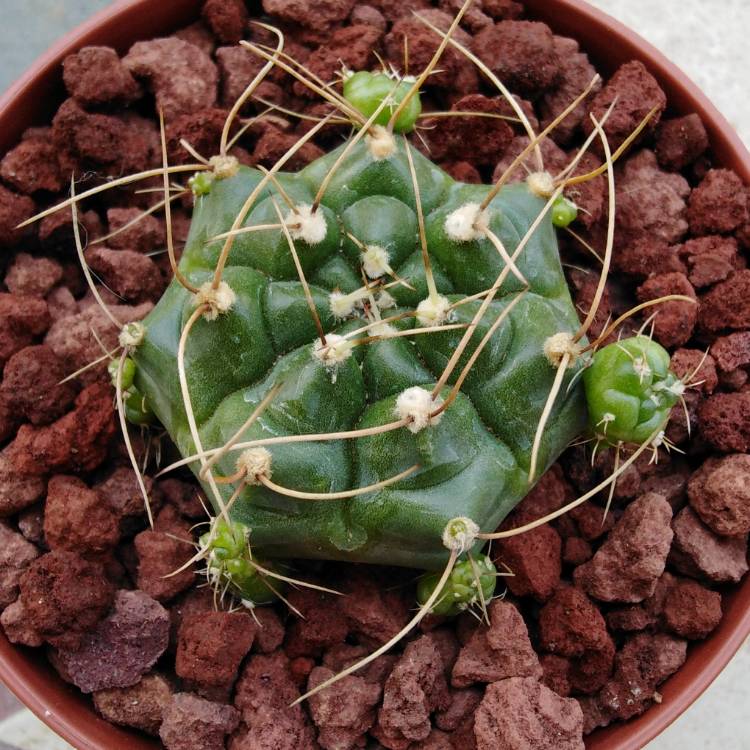 Plant image Gymnocalycium