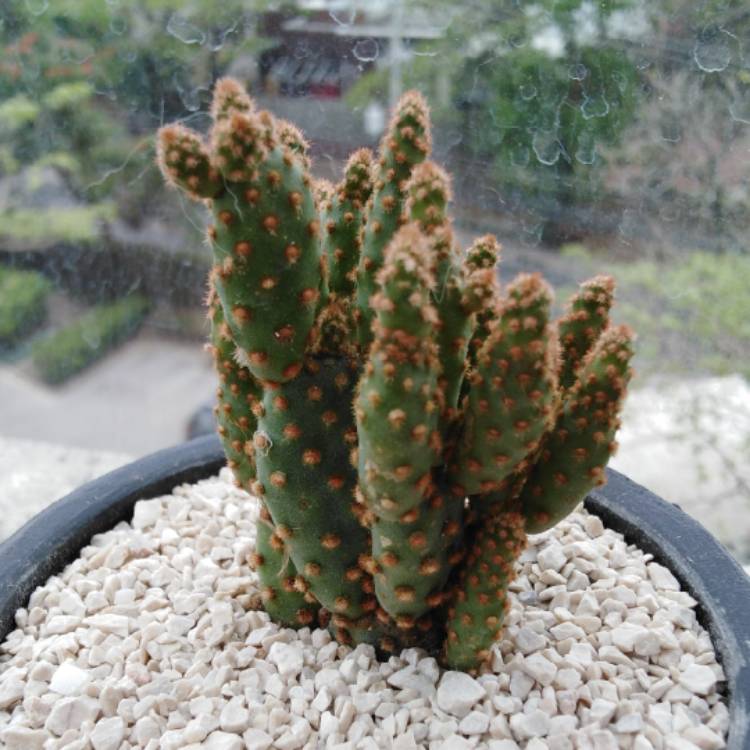 Plant image Opuntia microdasys rufida