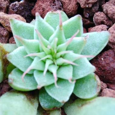 xGraptoveria Silver Star