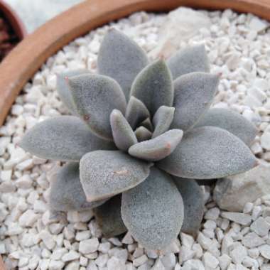 Echeveria Carnicolour