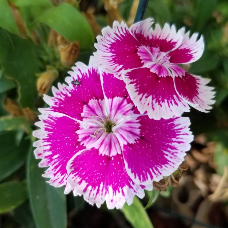 Plant image Dianthus chinensis 'White Fire'