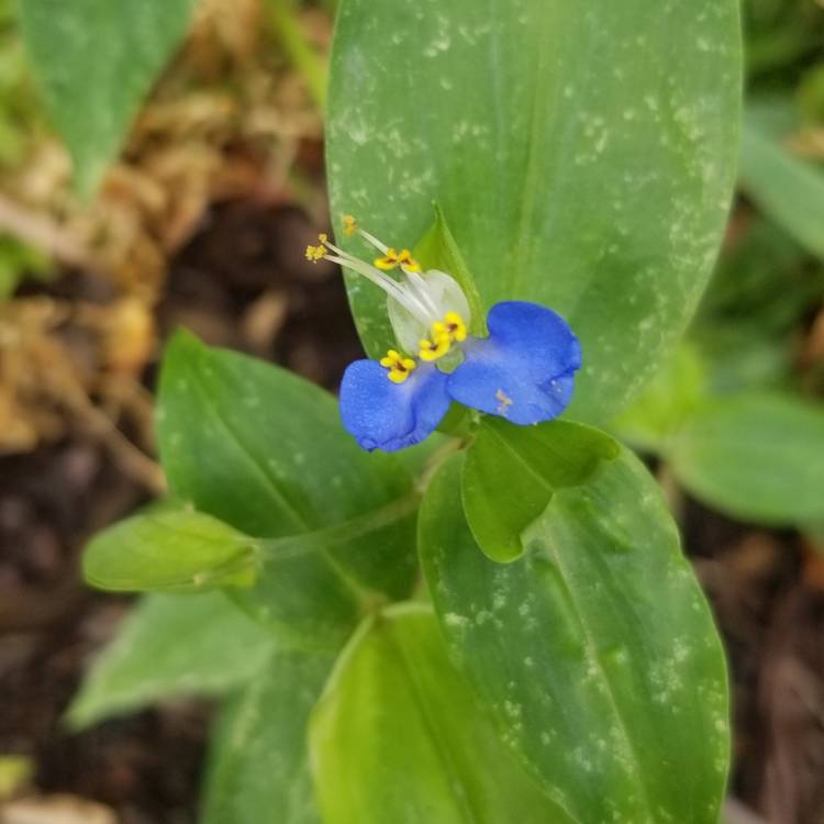 Plant image Commelina Communis