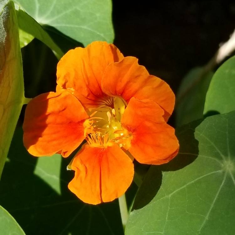 Plant image Tropaeolum majus 'Jewel Mix' (Mix)