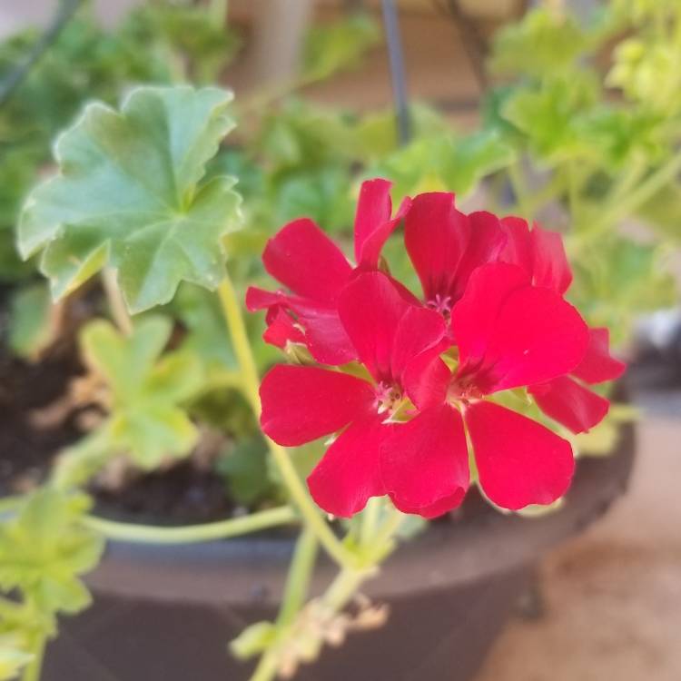 Plant image Pelargonium 'Grandeur White' (Ivy Leaved Grandeur Series)