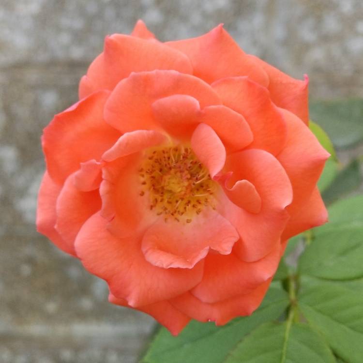 Plant image Rosa 'Jacclam' syn. Rosa 'America'