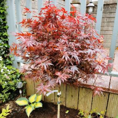 Acer Palmatum 'Shaina'