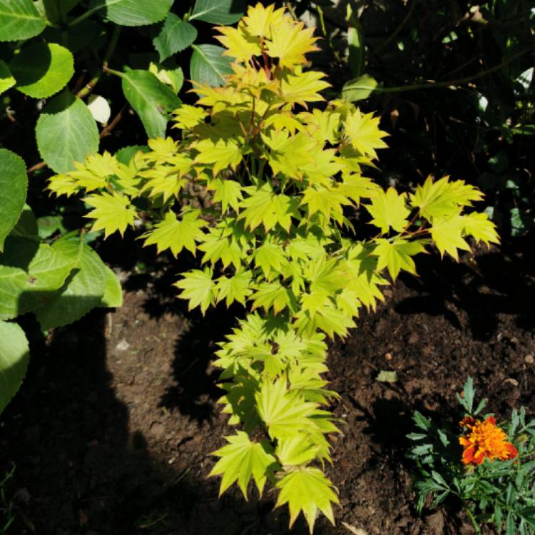 Plant image Acer shirasawanum